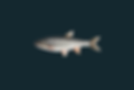 Untitled.png