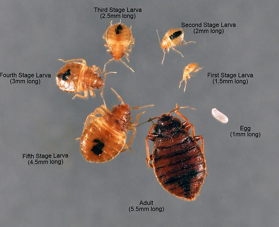 pic Bed Bugs Larvae Photos bed bugs