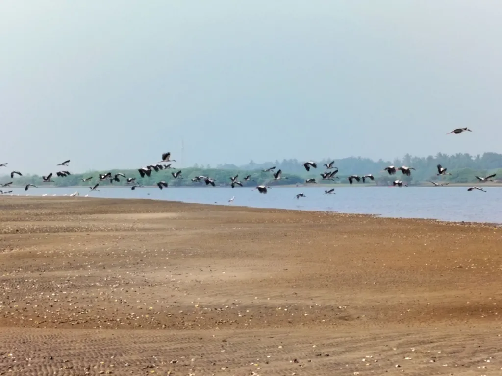 Birds of river Kollidam, Mangrovebay Ecocamp Standup Paddle Expeditions India