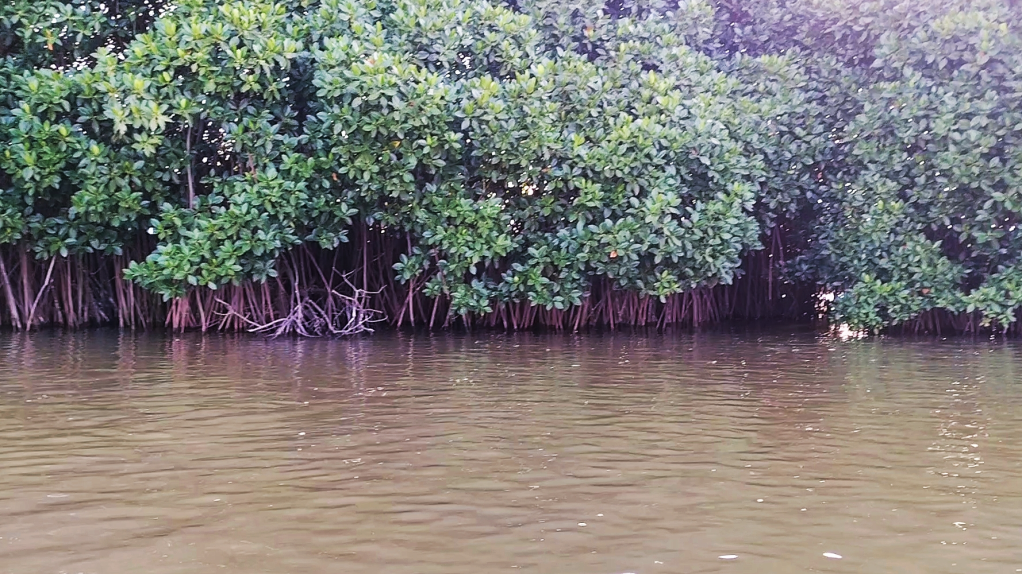Mangroves of River Kollidam near Mangrovebay Ecocamp Standup Paddle Expeditions India