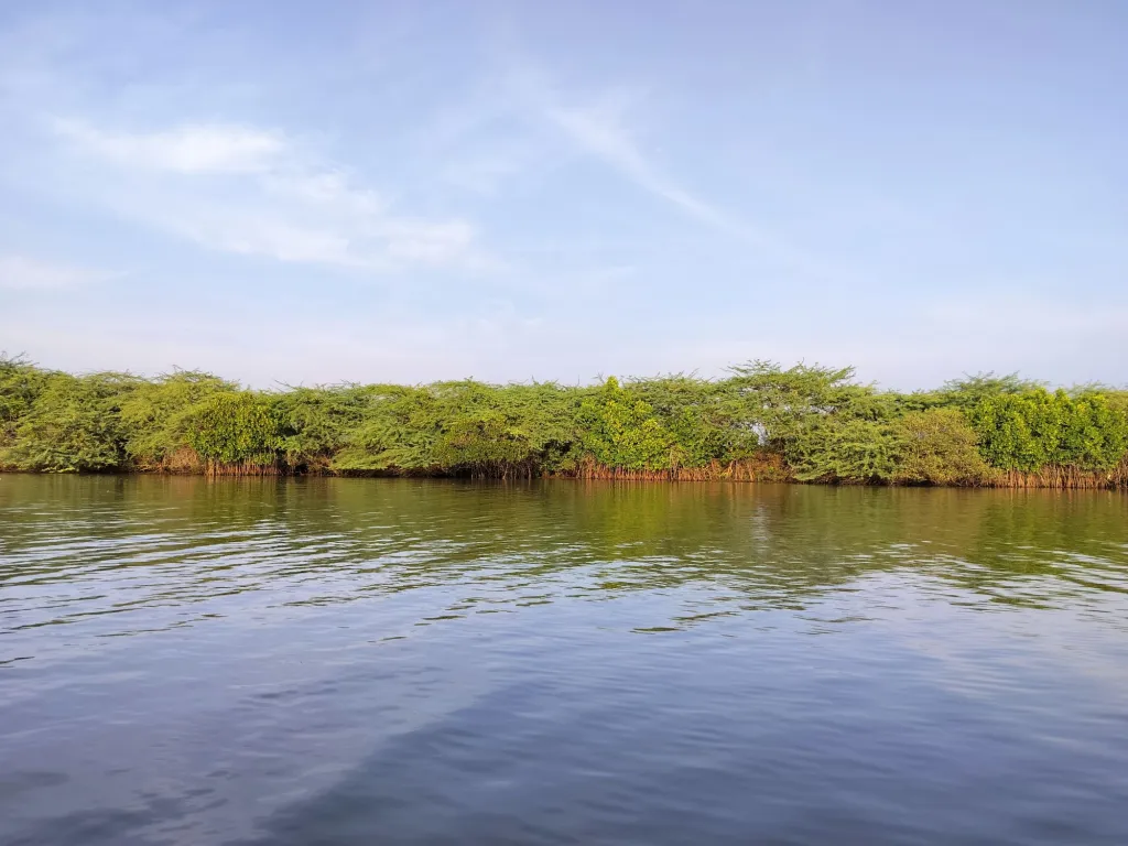 Mangroves in  River Kollidam Standup Paddle Expeditions India