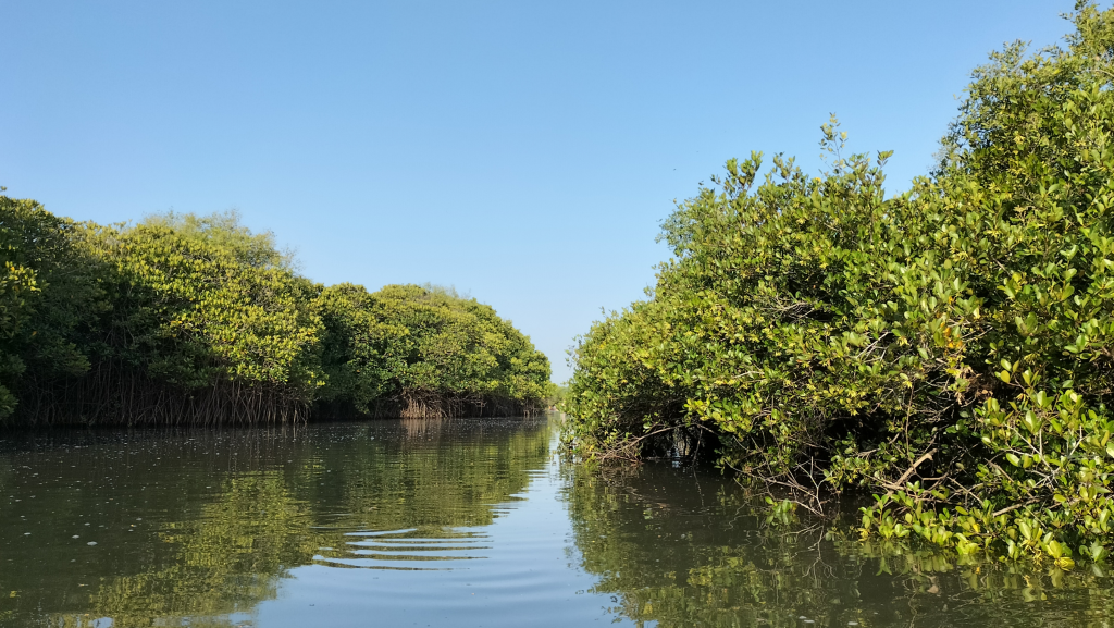 Mangroves of River Kollidam near Mangrovebay Ecocamp Standup Paddle Expeditions India