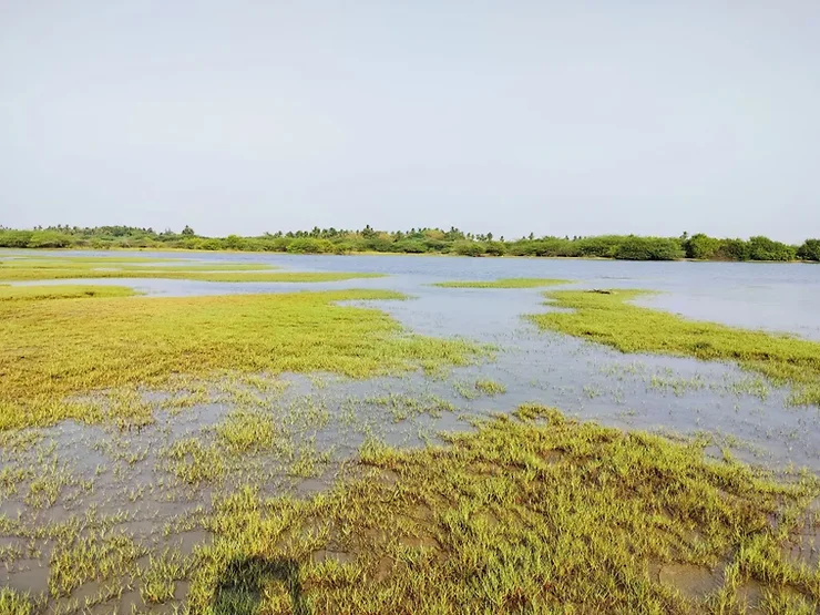 Grass land - River Kollidam Standup Paddle Expeditions India