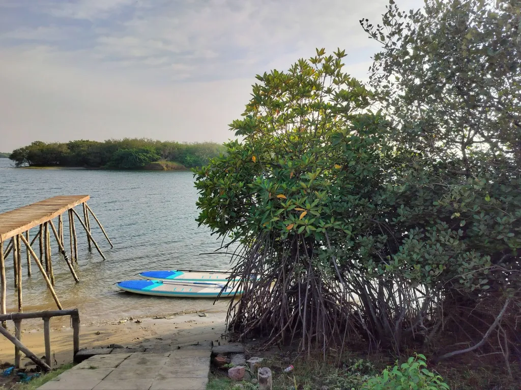 Stand up paddleboards ready for action - River Kollidam Standup Paddle Expeditions India