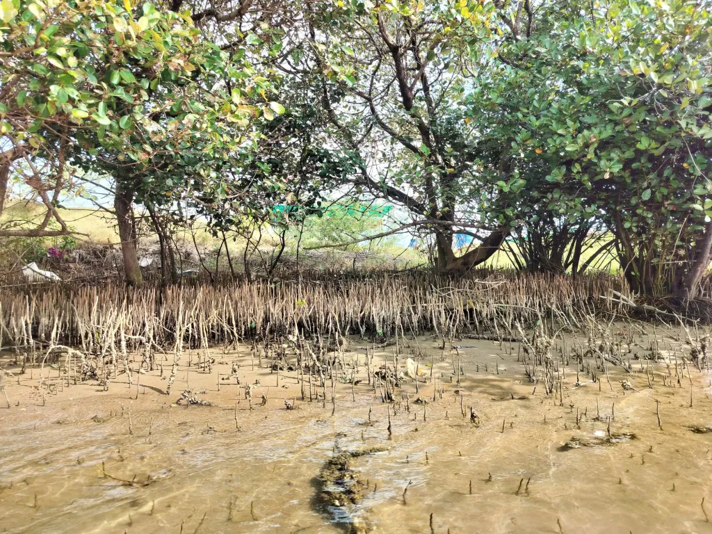 Mangroves ecosystem - river kollidam Standup Paddle Expeditions India