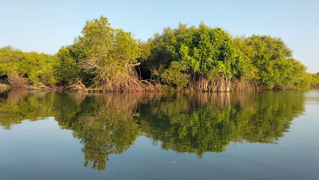 Mangroves of River Kollidam near Mangrovebay Ecocamp Standup Paddle Expeditions India