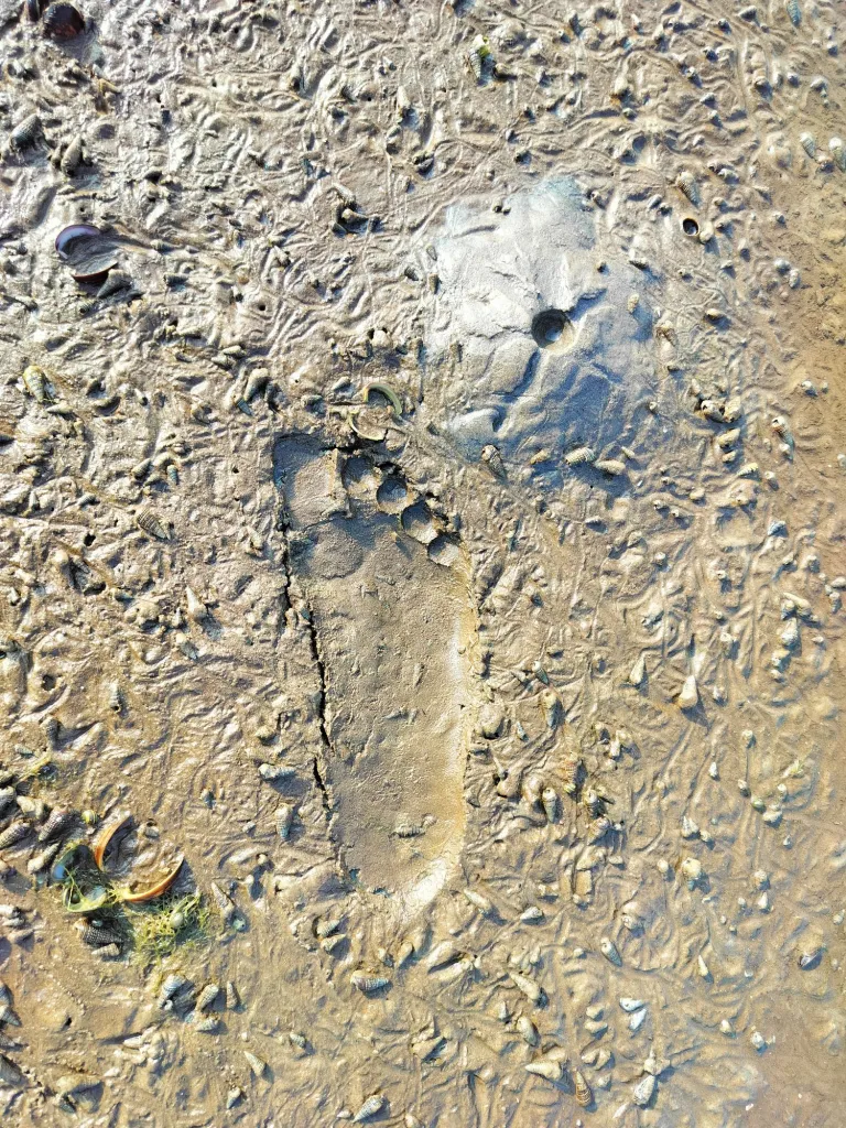 Food Imprints in Sand bars of river Kollidam - Mangrovebay Ecocamp Standup Paddle Expeditions India