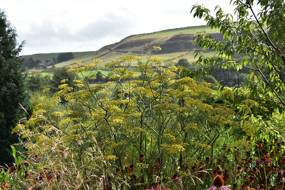 Tall yellow flowers and lush greenery in the foreground, rolling hills and cloudy sky in the background, creating a serene landscape in a Delph garden by DK Garden Design.