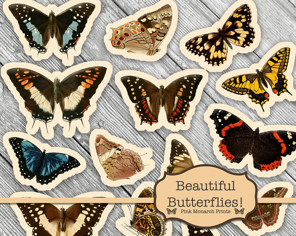 Thumbnail: Beautiful Butterflies