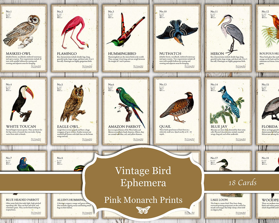 Thumbnail: Vintage Bird Ephemera
