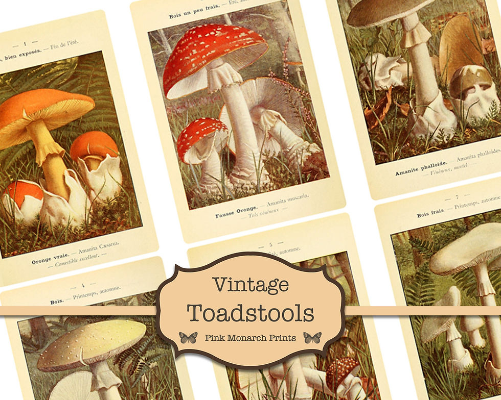 Thumbnail: Vintage Toadstools