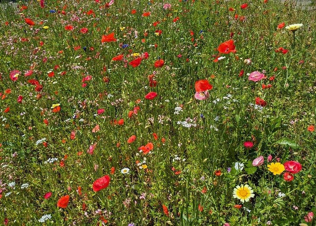 Blühende Wildblumenwiese Anfang Juni