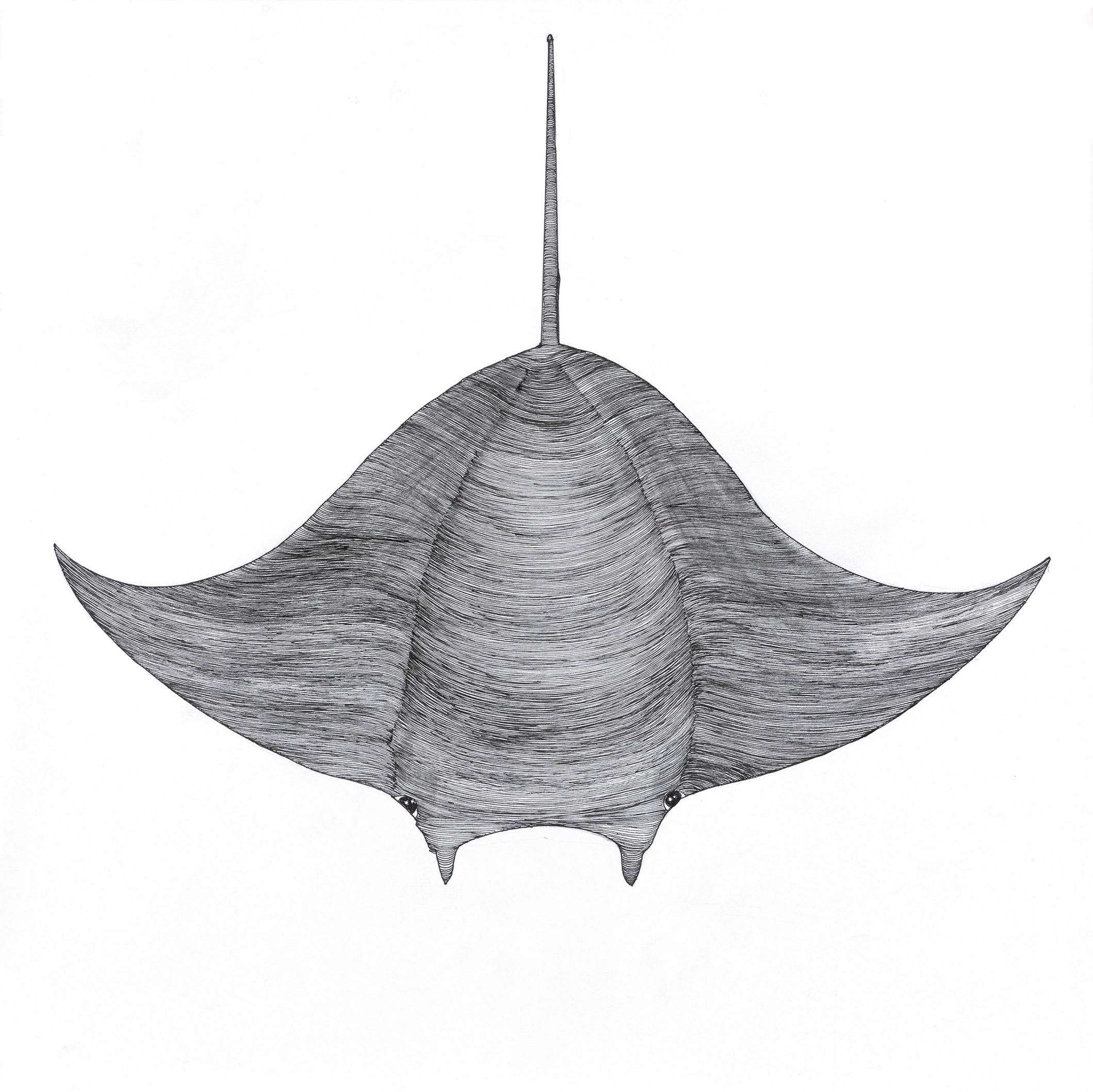 Ray