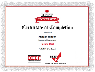Raising Beef Beef Checkoff Longhorn Cow Cattle Beef Dirigo Ranch