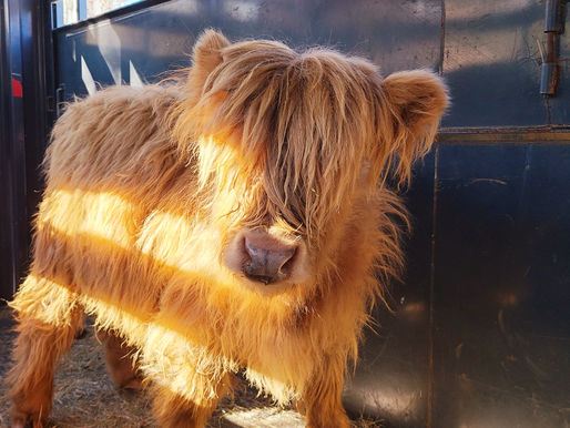 May You Always Have Cows Around