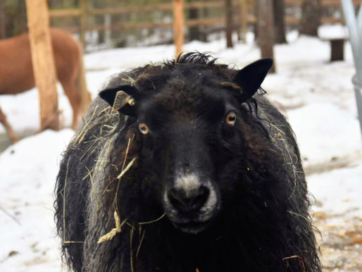 Baa-Baa Black Sheep...