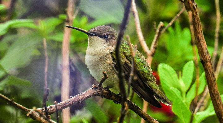 Humming Bird.jpg