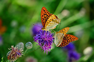 butterflies-3205038_1280.jpg