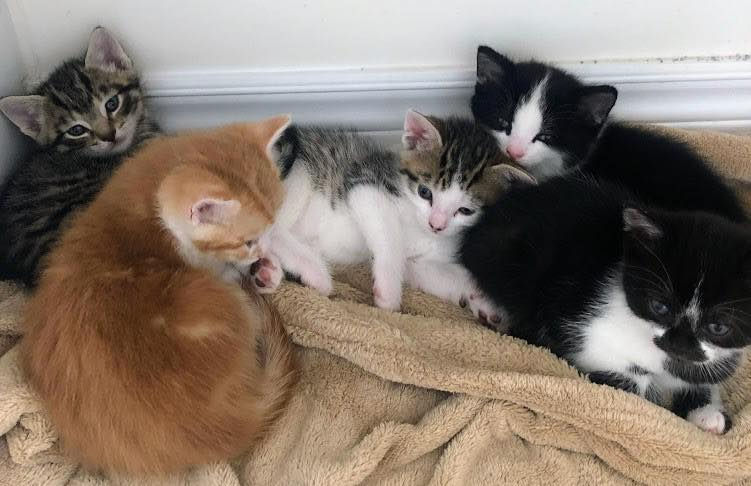 Kitten names: time to vote!