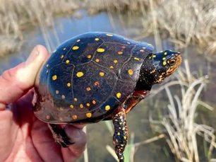 Protecting the Spotted Turtle and Its Habitat in Ontario's Vulnerable Wetlands
