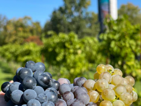 Grapes from Vankleek Hill Vinyard