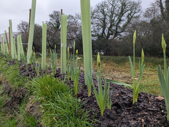Daffodils emerging