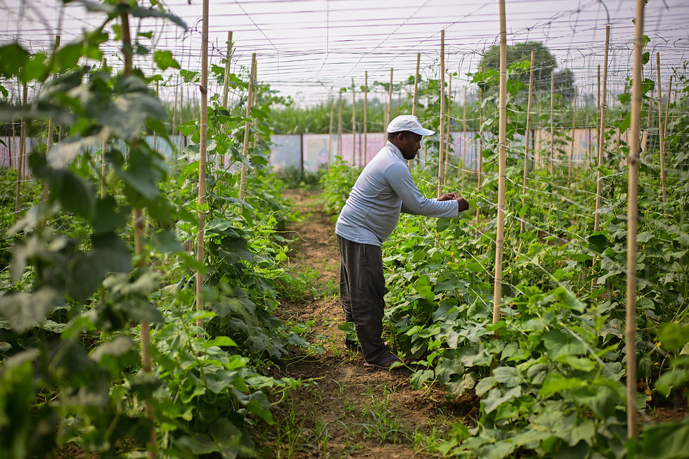 Farm Farmer working in lush green fields at Rasadhya Farms
