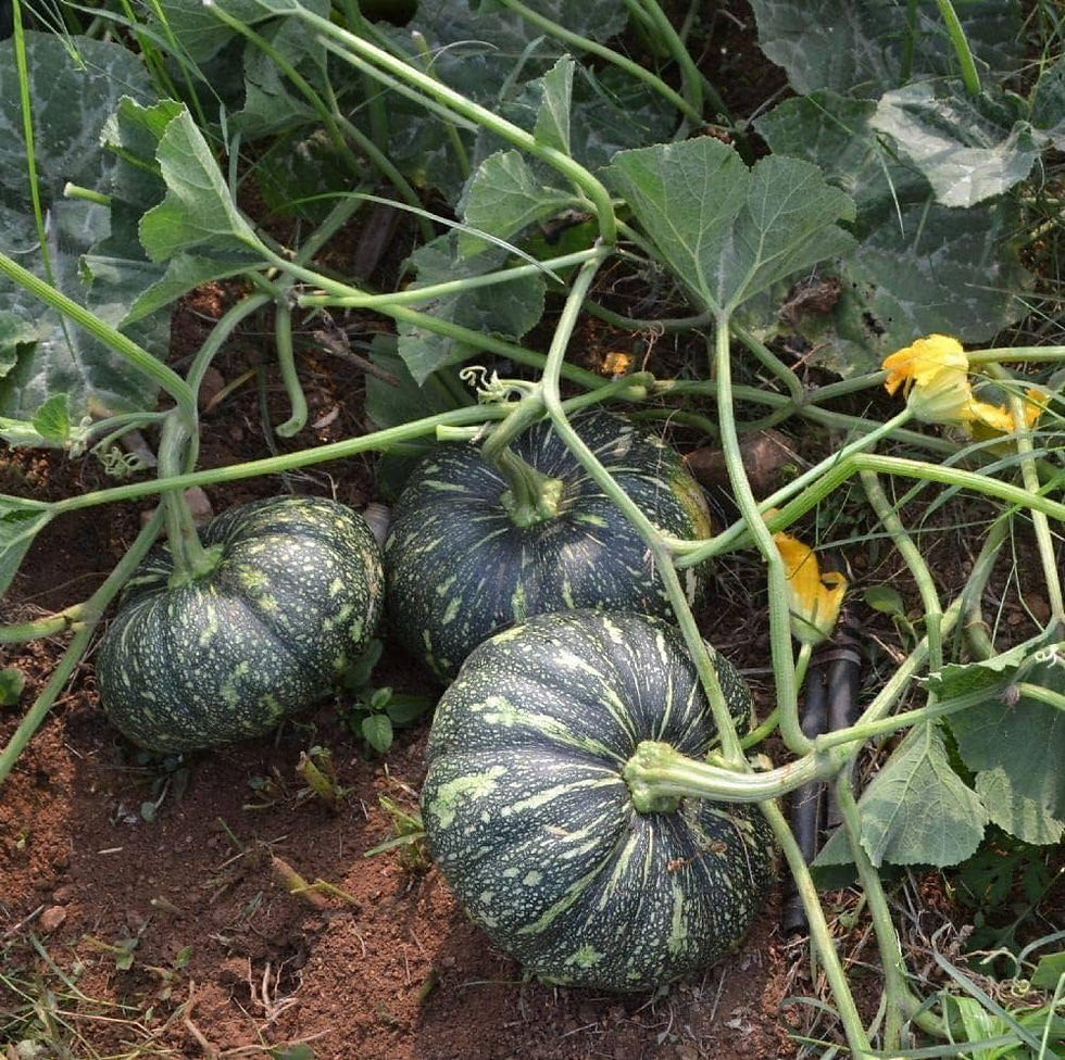 Green pumkin