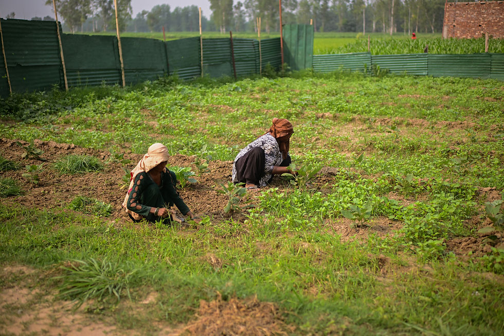 Women planting small seeds in the fertile fields of Rasadhya Farms, nurturing the beginning of fresh produce
