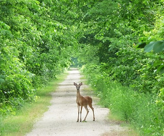 prairie-spirit-rail-trail_the-trail-immerses-travelers-in-the-bucolic-scenery-of-rural-eas