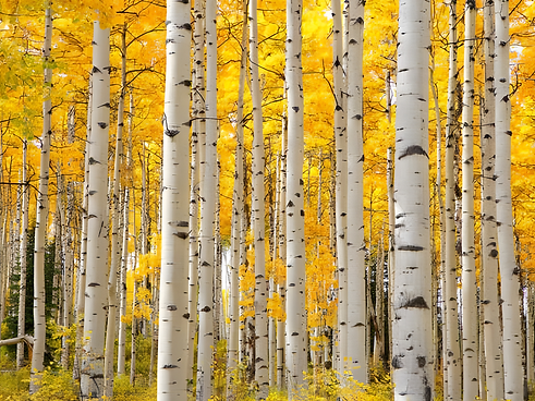 Untitled design (37).png