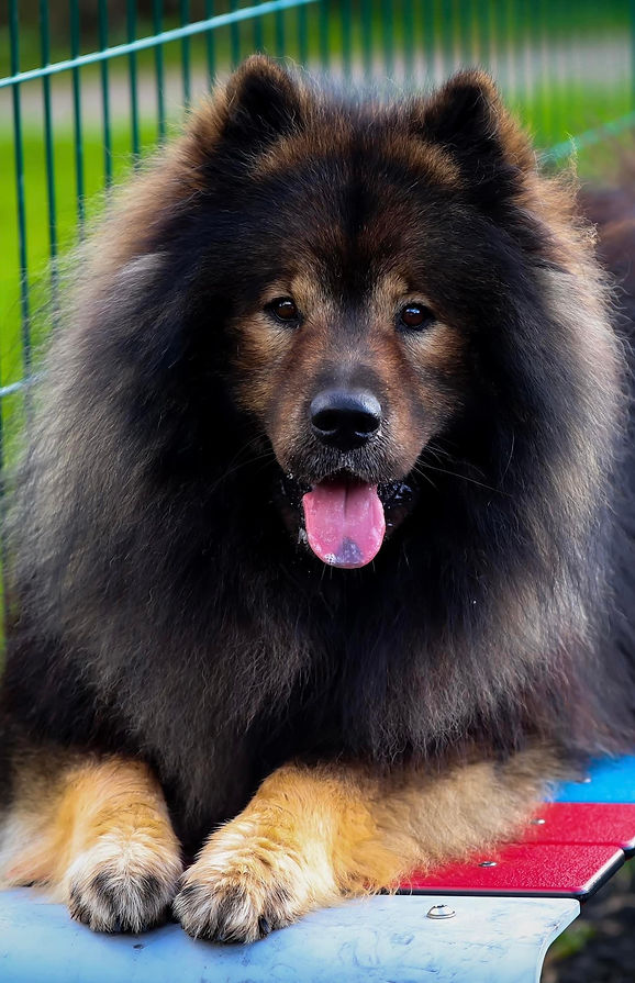 Raven des rives de l’yser