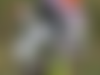 The Truth About Energy Gels for Running: Why Carbs Matter More Than the Brand for Marathons