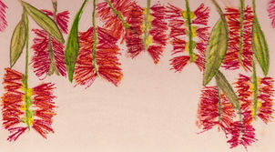 A ROW OF BOTTLEBRUSH TREES