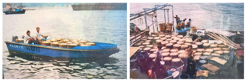 selling krills in Tai O