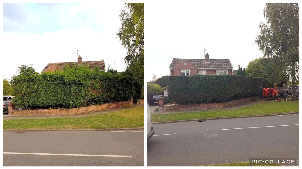 Leylandii Hedge Reduction