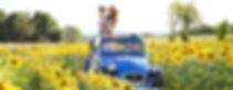 bandeau-tournesol-stephanie-avon.jpg