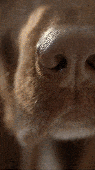 PPF_Q1_24_RevolutionaryKibble_15s_9x16_FINAL_small.gif