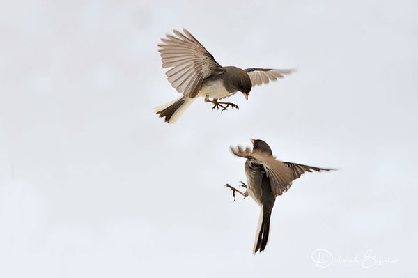 8 Dark-eyed Juncos fighting - Deborah E