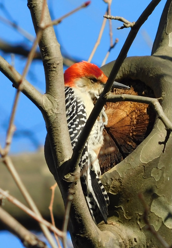 12 Red-bellied Woodpecker by Jay Zemann.