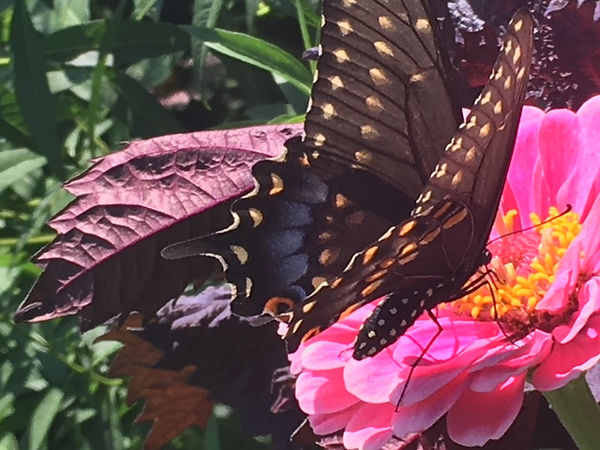 Eastern Swallowtail butterfly Lucie Youn