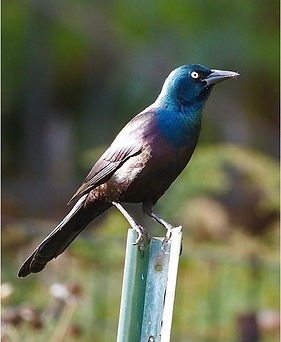 9 Common Grackle Jay Zemann.jpeg