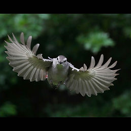 11 Gray Catbird by Lucas Urbe.jpeg