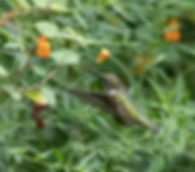 1 Ruby Throated Hummingbird close up Ter