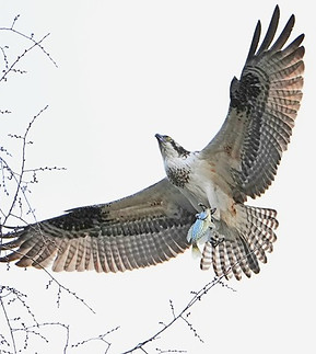 12 Osprey by Lucas Urbe.jpeg