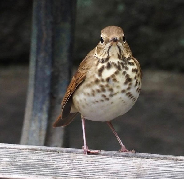 6 Hermit Thrush by Jay Zemann.jpg