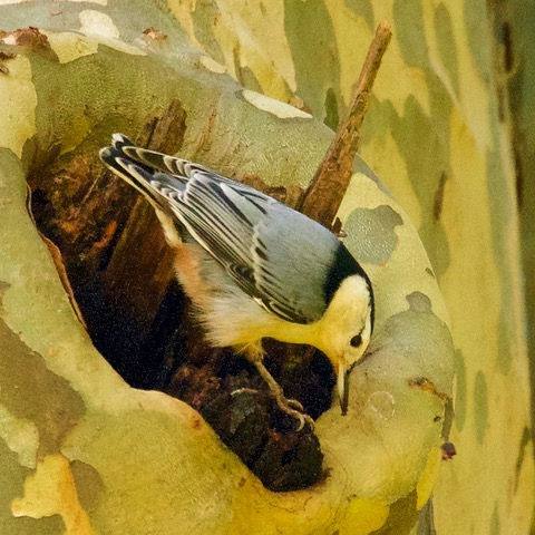 1 White-breasted Nuthatch Dr Barry Pinch