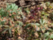 Helleborus orientalis.jpeg