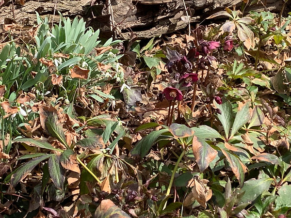 Helleborus orientalis.jpeg