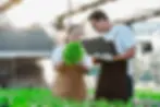 Asian man and woman inspecting fresh vegetables in a garden as part of HACCP certification.